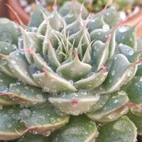 七福神,シャビアナ,だるま秀麗,シルバースター,ピンクプリティの画像