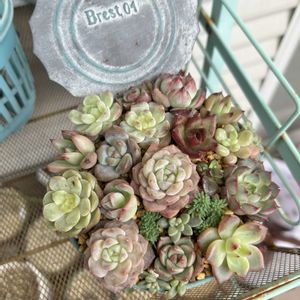 切り花,ガーデニング,ウッドデッキ,初雪,寄せ植え大好きの画像