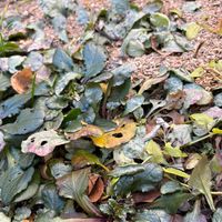 アジュガ,庭の画像