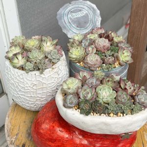 ガーデニング,ウッドデッキ,初雪,寄せ植え大好き,多肉箱の画像