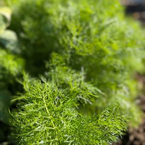 フェンネル,ハーブのある暮らしの画像