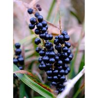 ヤブラン,広い庭の画像