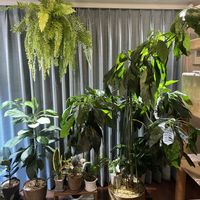 アボカド,ネフロレピス・タイガーの画像