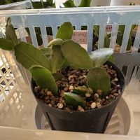 フェニックス,イースターカクタス,イースターカクタス フェニックスの画像