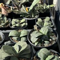 ガステリアいろいろ,ガステリア,ガステリア属,ガスマニア,ガステリア女子の画像