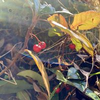 ウド,十両(ヤブコウジ),ウドの畑,タラの木の幼木の画像