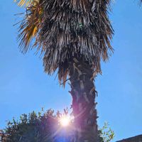 パンパスグラスの画像