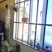 多肉植物いろいろ,ハイドロカルチャー,東南アジア,キッチン,家庭菜園の画像