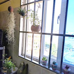 多肉植物いろいろ,ハイドロカルチャー,東南アジア,キッチン,家庭菜園の画像