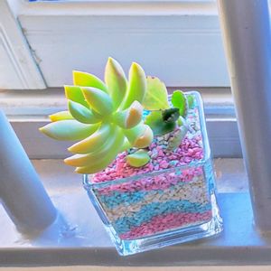 多肉植物いろいろ,多肉植物,ハイドロカルチャー,東南アジアの画像