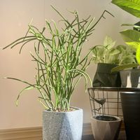 ミルクブッシュ,ミルクブッシュ,観葉植物,植え替え,ジャングル化計画の画像