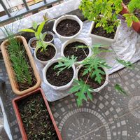 アボカド,アボカド,バジル,パプリカ(赤),パパイヤの画像