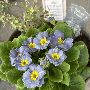 パンジー,葉牡丹,ビオラ,ジュリアン,自己流ガーデニングの画像