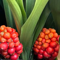 オモト,オモト,つぶつぶ,富山支部,富山の画像