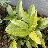 コリウス,コリウス,センリョウ,パイナップルセージ,アロマ ティカスの画像