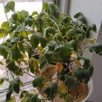 アデニア・グラウカの画像