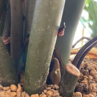 柿の木,ザミオクルカス  レイヴン,サトイモ 科,ザミオクルカス属,部屋の画像