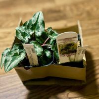 クロユリ,原種シクラメン ヘデリフォリウム,原種シクラメンヘデリフォリウム　ライトバイオレット,金沢市,石川県の画像