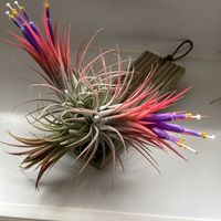 エアープランツ,チランジア,紅葉,イオナンタ,イオナンタ　ストリクタの画像