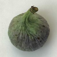 イチジク,いちじく,収穫,室内栽培,鉢栽培の画像