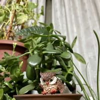 イチョウ,金のなる木,富士山,お月様,キュンキュン乙女倶楽部の画像