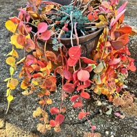 ミセバヤ,ミセバヤ,癒し,花のある暮らし,iPhone撮影の画像