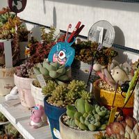 チコリ,ウイキョウ,シャビアナビッグピンク,エケベリア マーブル錦,GSの繋がりに感謝♡の画像