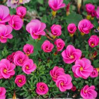 カタバミの画像