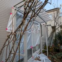 バラ ブランピエール・ド・ロンサール,DIY,つるバラ,庭の画像