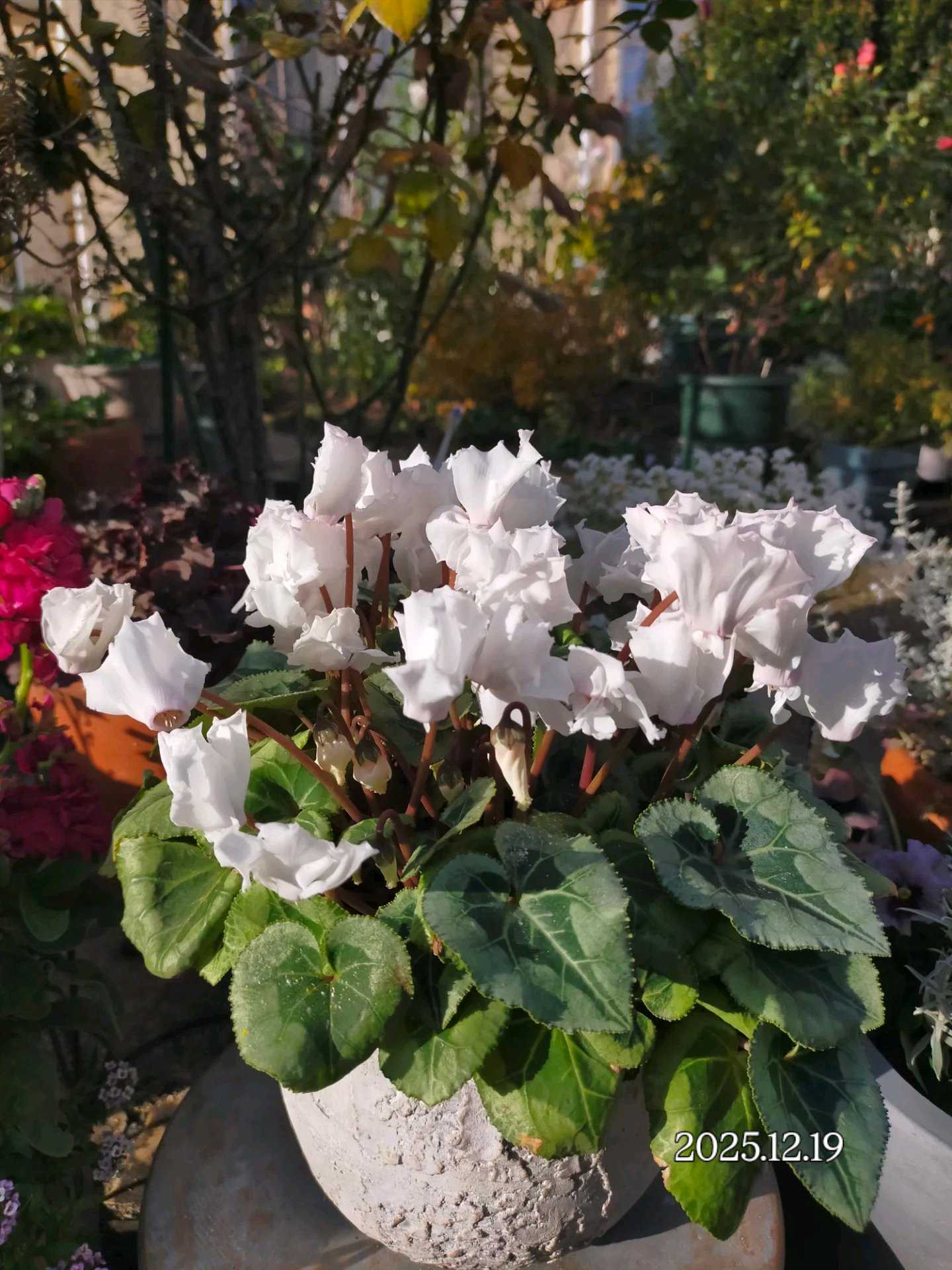 シクラメンの投稿画像 by ちけさん｜ガーデンシクラメンとシクラメンが