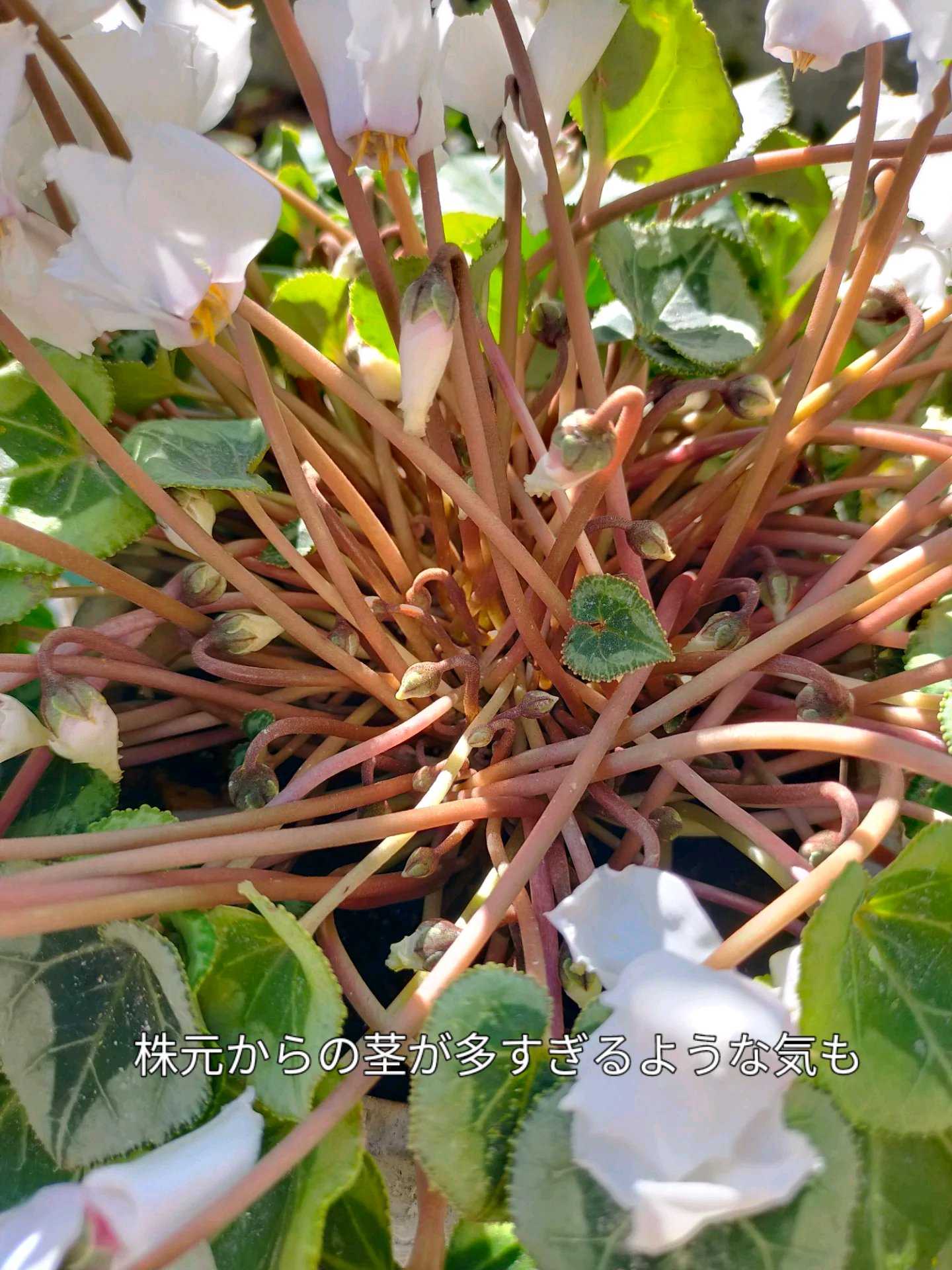 シクラメンの投稿画像 by ちけさん｜ガーデンシクラメンとシクラメンが