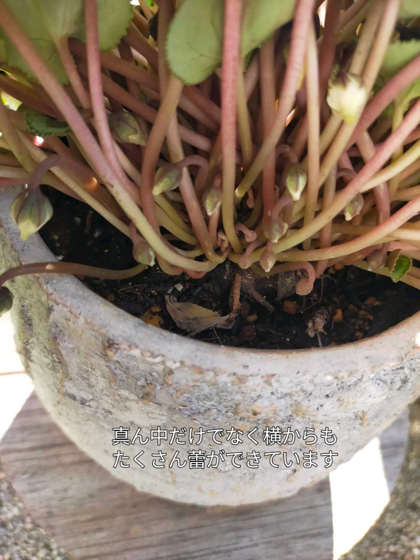 シクラメンの投稿画像 by ちけさん｜ガーデンシクラメンとシクラメンが