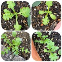 ニゲラ,ネモフィラ,クリサンセマム・ノースポール,矮性スイートピー,種まきから育てるの画像