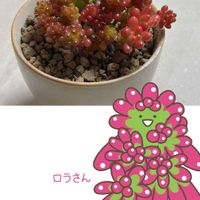 オーロラ,多肉植物,多肉・オーロラ,多肉植物たにくさんの画像