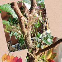 エバーフレッシュ,マメ科,グリーンのある暮らし,植物のある暮らし,エバーフレッシュ☆の画像