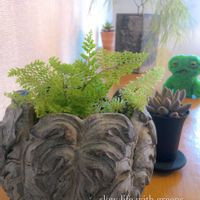 エケベリア,アガベ,ネフロレピス,アカシアコグナータ,トリマネンシス×ラウイの画像