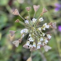 ナズナ,ミチタネツケバナ,道端の草花,山野草,白い花の画像
