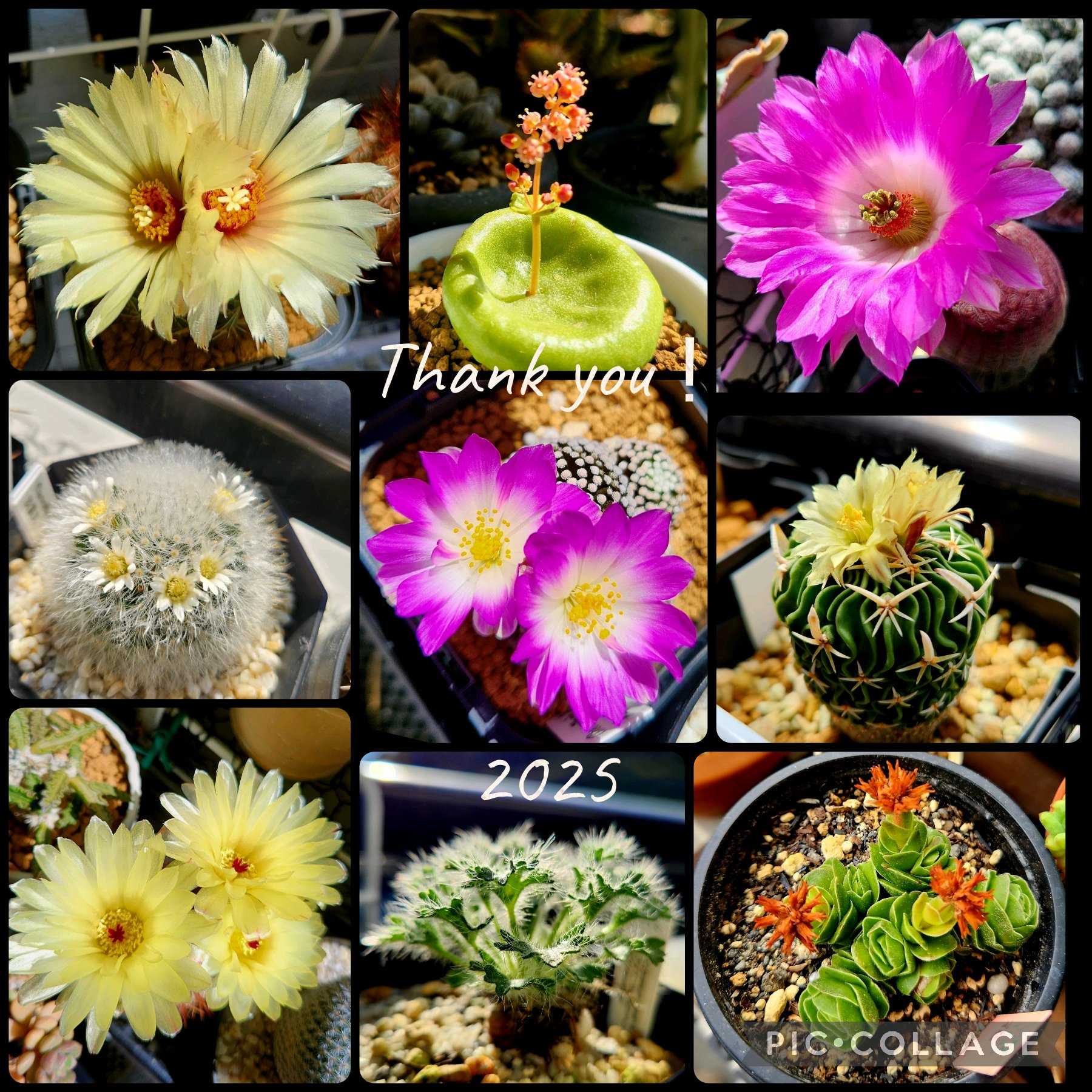 サボテンの投稿画像 by Sho_kさん｜多肉植物と観葉植物とハオルチア属