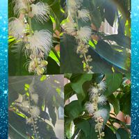 サガリバナ,キュンキュン乙女倶楽部,フクロウ祭,妄想倶楽部の画像