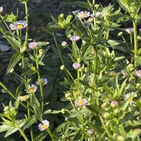 ヒメジョオン,道端の草花,山野草,スマホ撮影,春の風景の画像