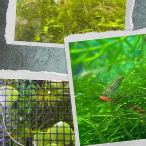 アマゾンフロッグピット,アナカリス（オオカナダモ）,番外編・ごめんなさい。,＊番外編＊,ミナミヌマエビとウィローモスの画像