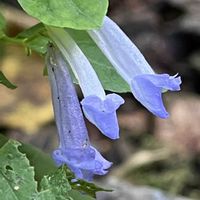 ウド,セキヤノアキチョウジ,ノブキ,キク科,シソ科の画像