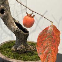 ザクロ,カキ,ロウヤガキ,フユイチゴ,ヤブムラサキの画像