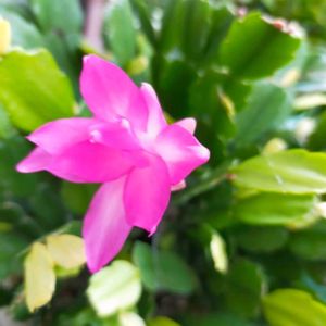 シャコバサボテン,安曇野,シャコバサボテン デンマークカクタス,信州大好き⛰️,ピンクの花の画像