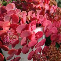 ミセバヤ,ミセバヤ,多肉植物の紅葉,ミセバヤの紅葉,あっ火曜日の画像