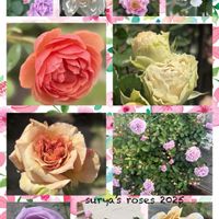 エキナセア,花のある暮らし,我が家のバラ,コラージュ,バラのある暮らしの画像
