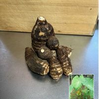 チェリーセージ,バラ,バラ,ピラカンサ,ピラカンサの画像