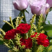 カーネーション,スギ,バラ,ワイルドストロベリー,繋がりに感謝✨の画像