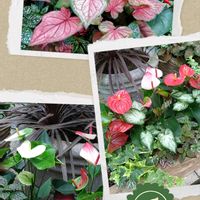 アンスリウム,カラー,スパティフィラム,カラジウム,フィロデンドロンの画像