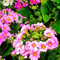 アゲラタム,ウインターコスモス,キンセンカ,サクラソウ,サザンカの画像